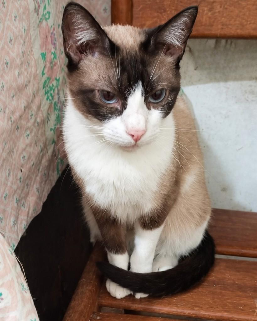 Melissa, gata de porte médio para adoção em São Paulo - SP