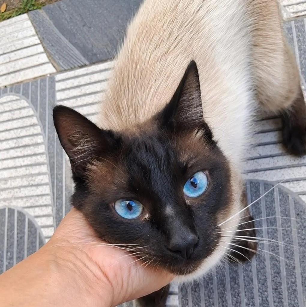 Blue, gato de porte médio para adoção em São Paulo - SP
