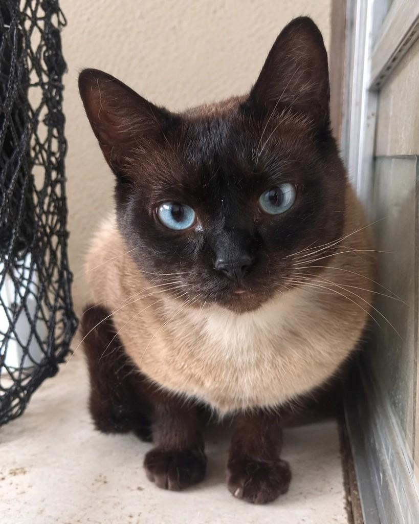 Paçoquinha, gato de porte pequeno para adoção em São Paulo - SP