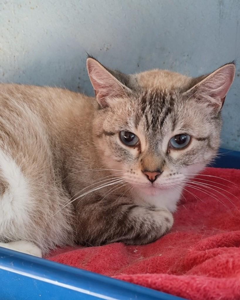 Katy, gata de porte médio para adoção em São Paulo - SP