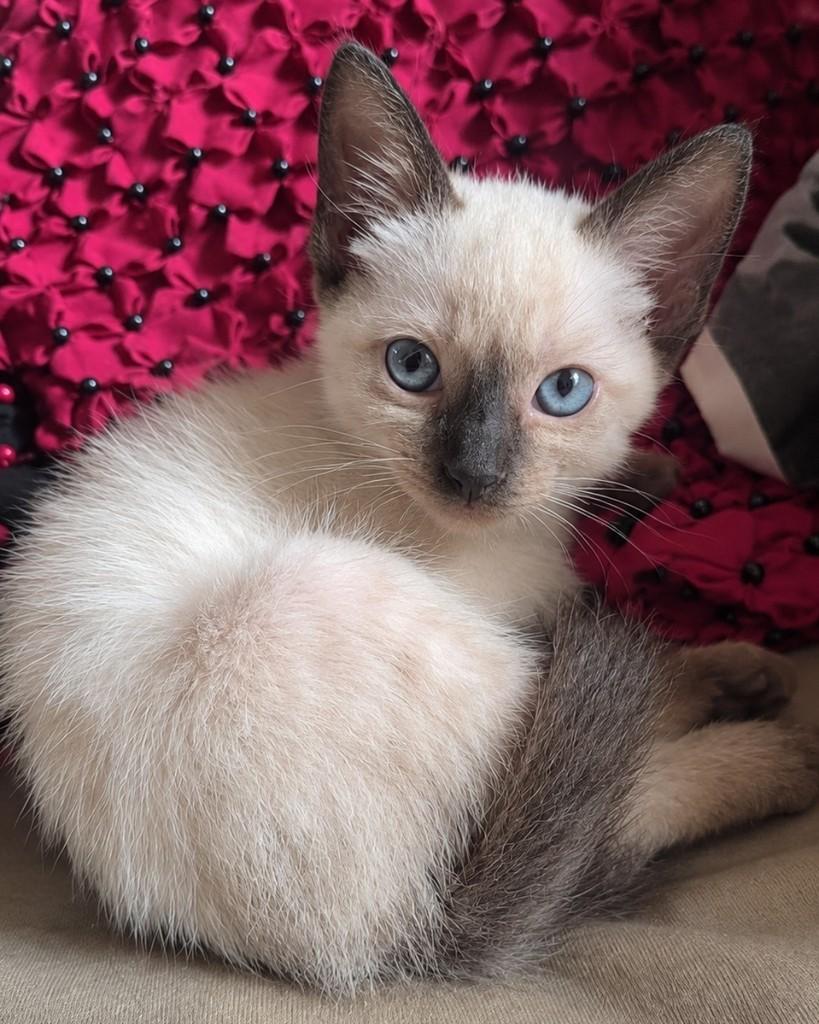 Agostinho, gato de porte pequeno para adoção em São Paulo - SP