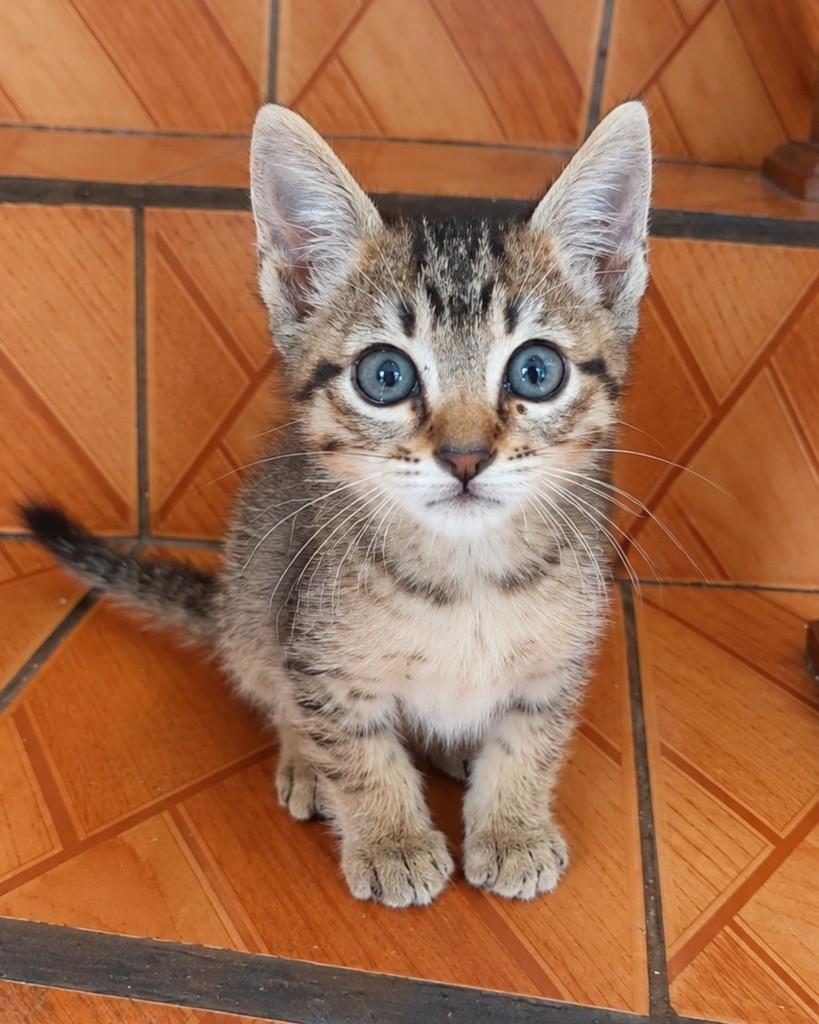 Clarice, gata de porte pequeno para adoção em São Paulo - SP