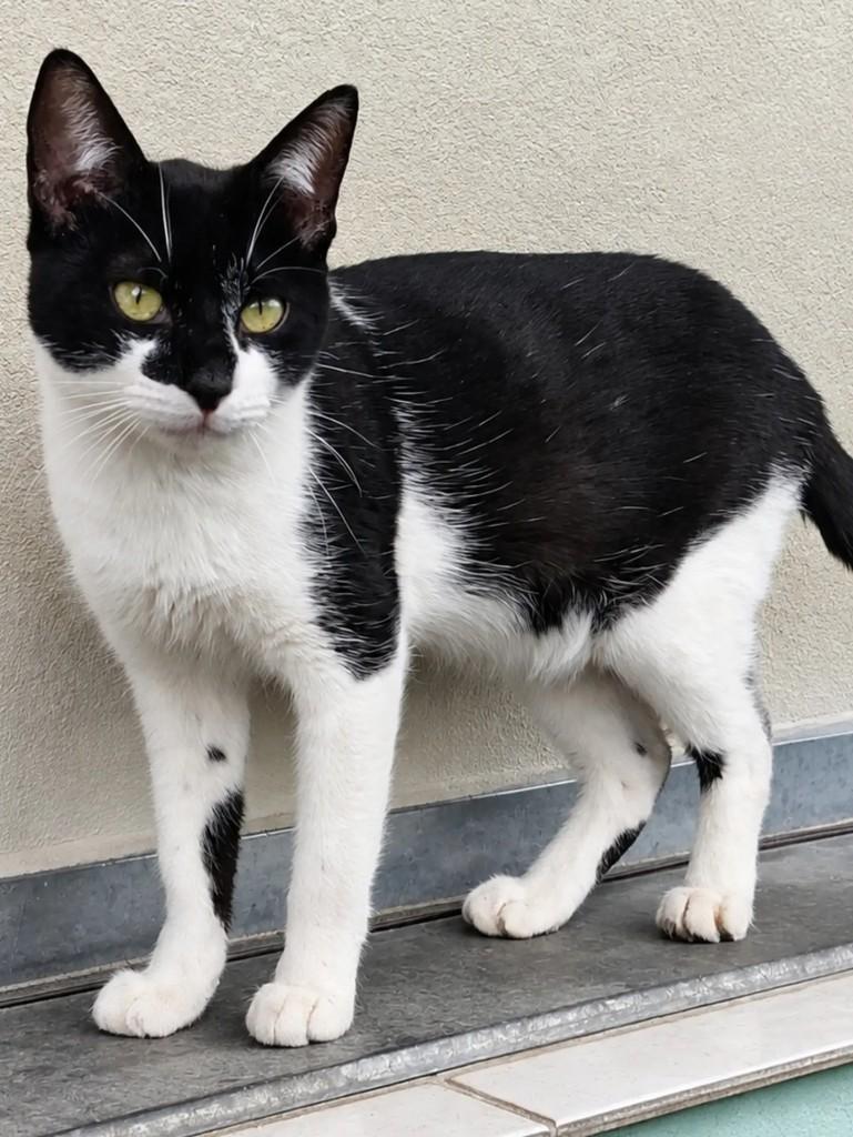Gordinho, gato de porte médio para adoção em São Paulo - SP