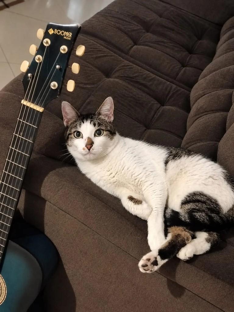 Frajola, gato de porte médio para adoção em São Paulo - SP