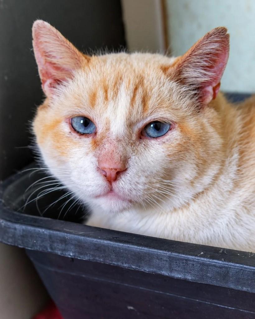 Pampa, gato de porte médio para adoção em São Paulo - SP
