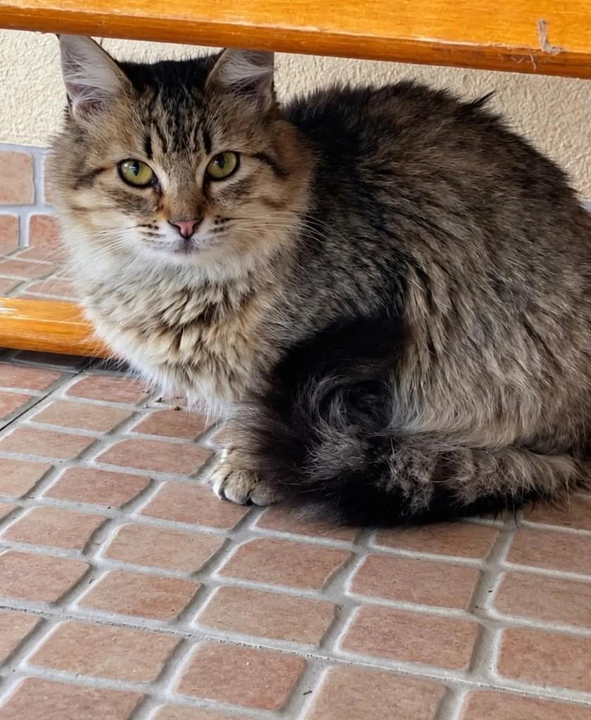 Leopoldo, gato de porte médio para adoção em São Paulo - SP