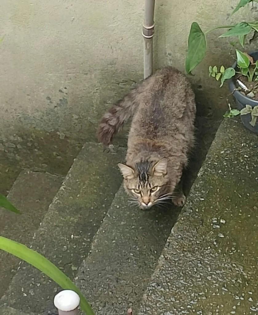 Leopoldo, gato de porte médio para adoção em São Paulo - SP — foto 2 de 3