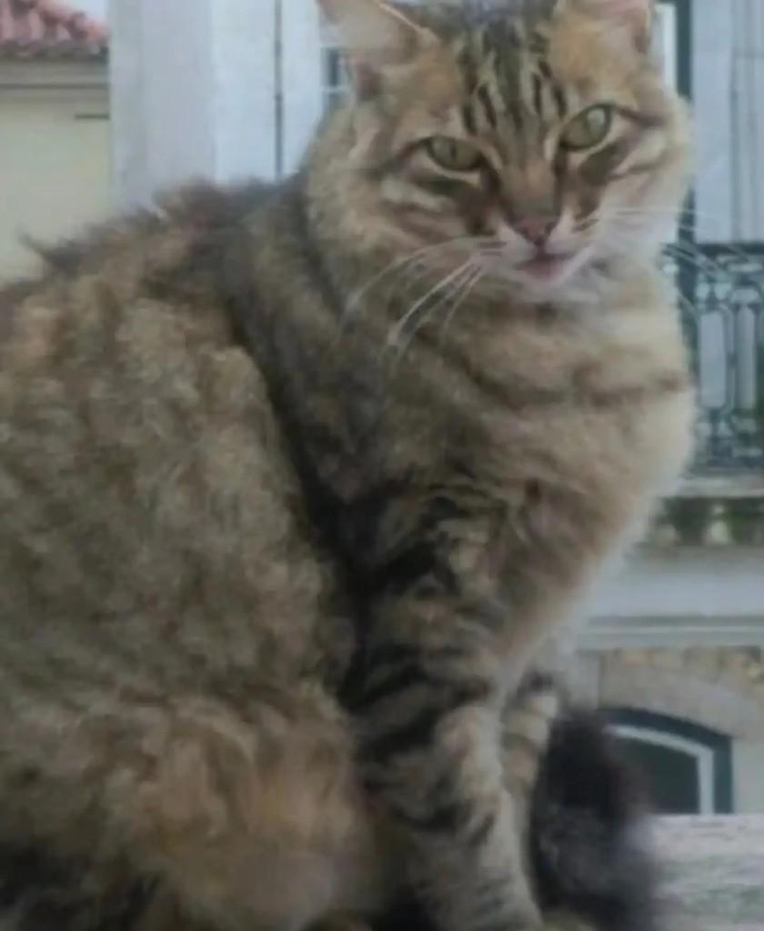 Leopoldo, gato de porte médio para adoção em São Paulo - SP — foto 3 de 3