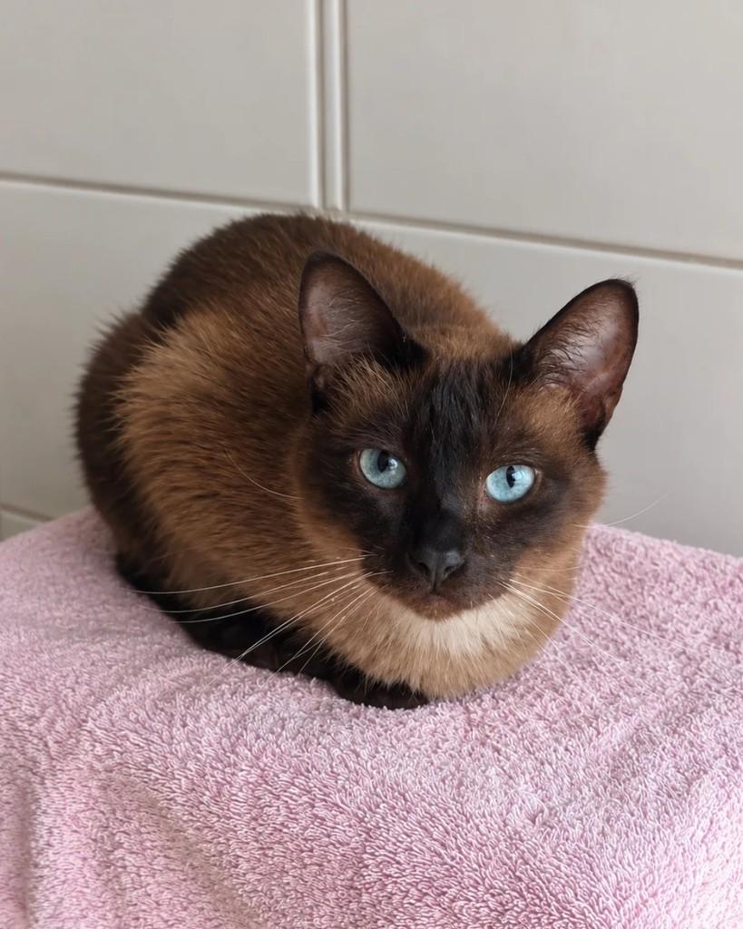 Tico, gato de porte pequeno para adoção em São Paulo - SP