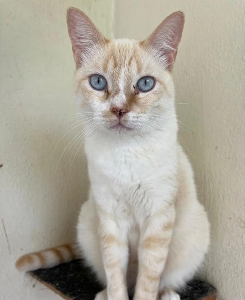 Nuvem, gato de porte pequeno para adoção em Betim - MG