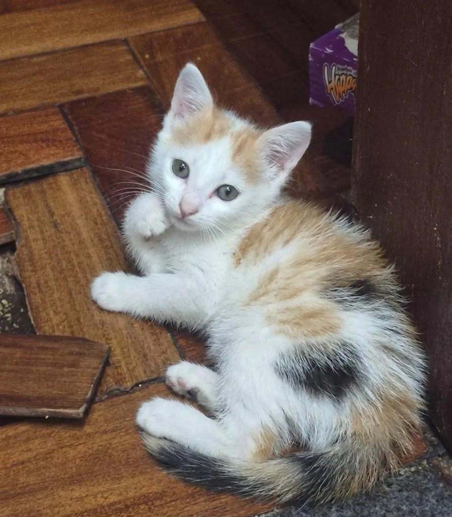 Sofia, gato de porte pequeno para adoção em Betim - MG