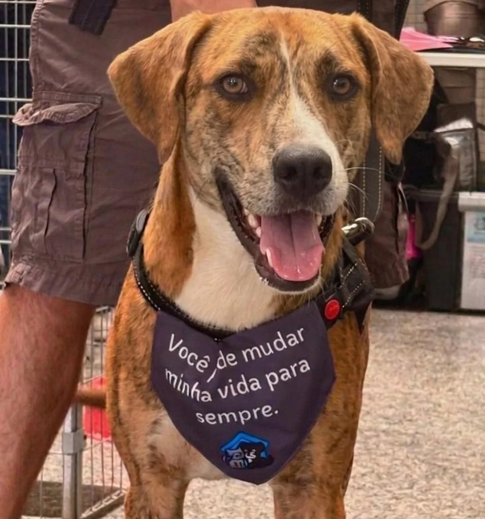Tobias, cachorro de porte grande para adoção em Betim - MG