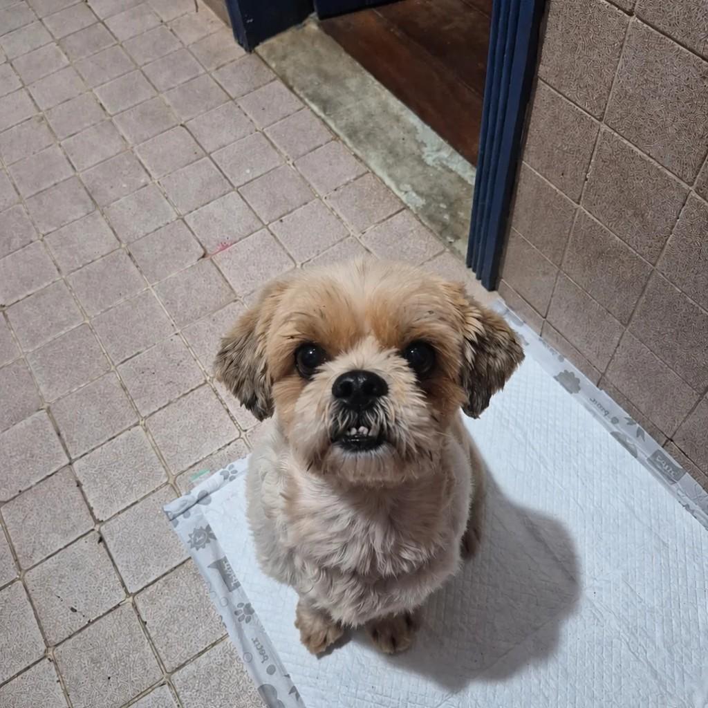 Nina, cadela de porte pequeno para adoção em Betim - MG