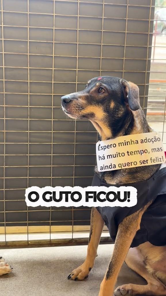 Guto, cachorro de porte médio para adoção em Betim - MG