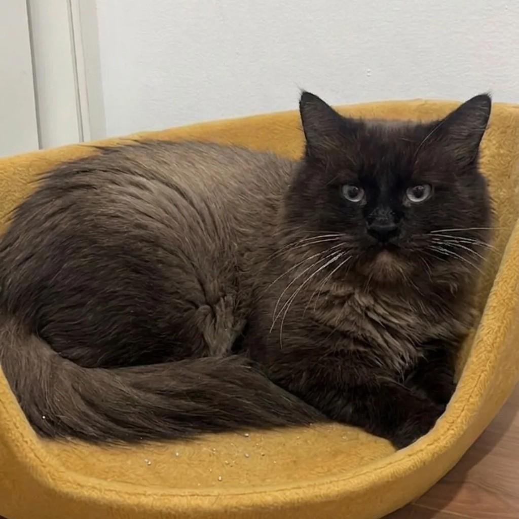 Michel, gato de porte médio para adoção em Betim - MG