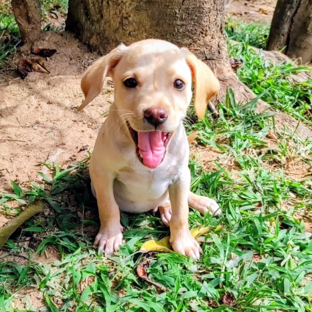 Berilo, cachorro de porte médio para adoção em Betim - MG