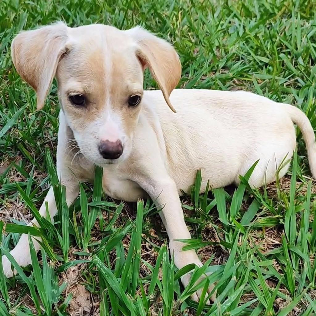 Ágata, cachorro de porte médio para adoção em Betim - MG
