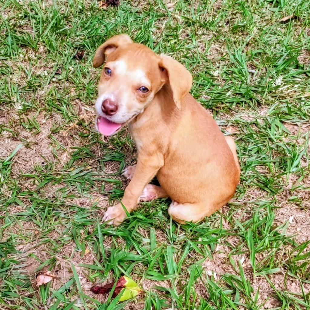Safira, cachorro de porte pequeno para adoção em Betim - MG