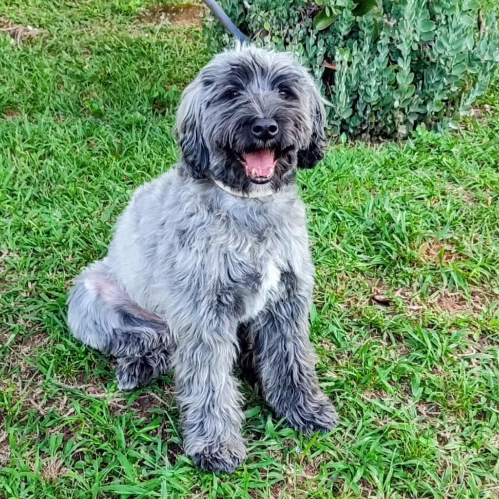 Desck, cachorro de porte médio para adoção em Betim - MG