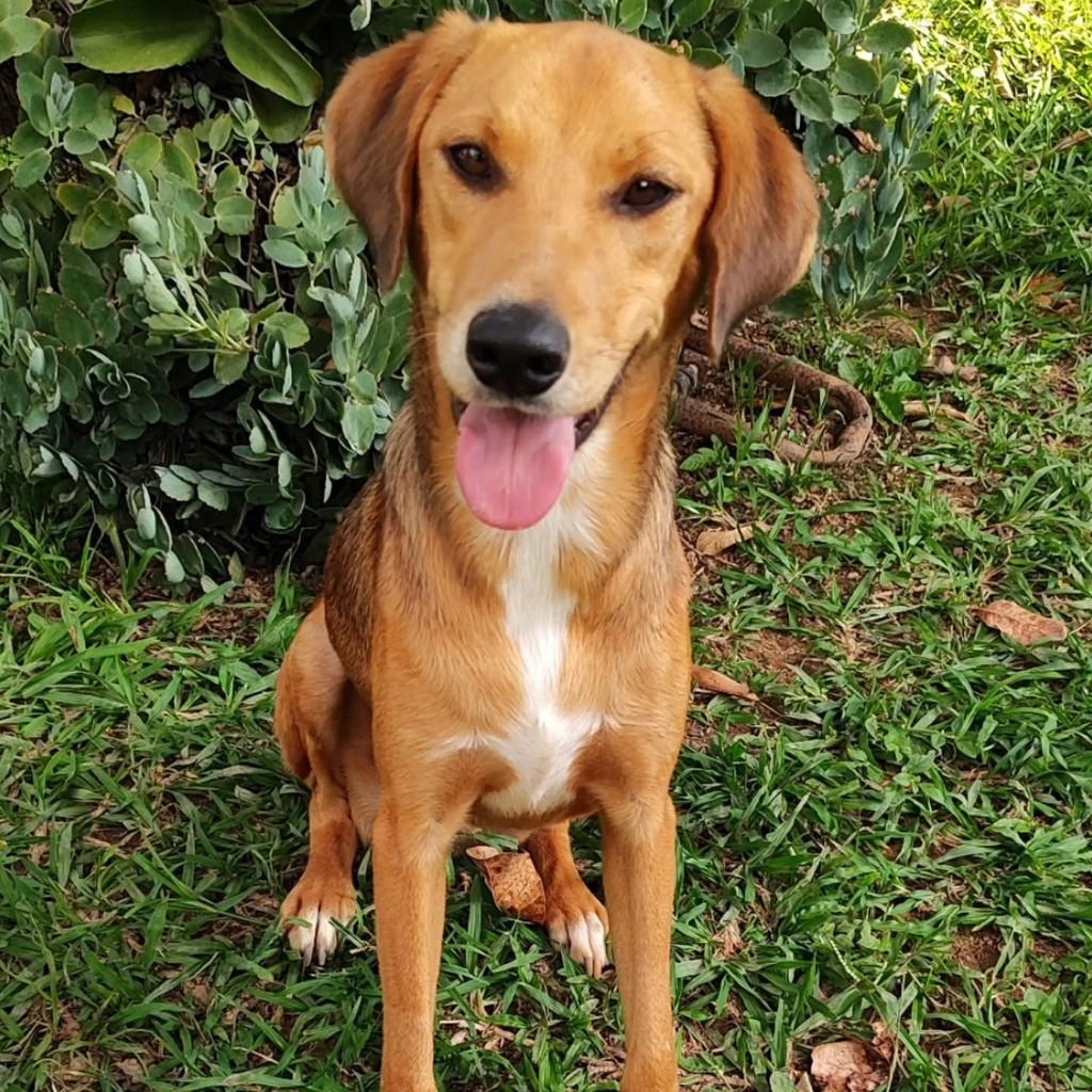 Natal Natalino, cachorro de porte médio para adoção em Natal - RN