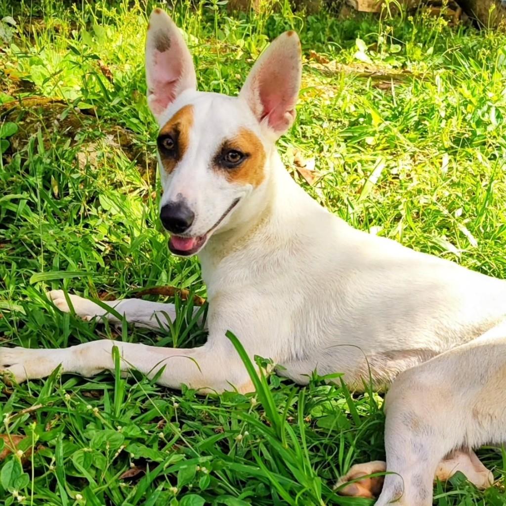 Suri, cachorro de porte médio para adoção em Betim - MG