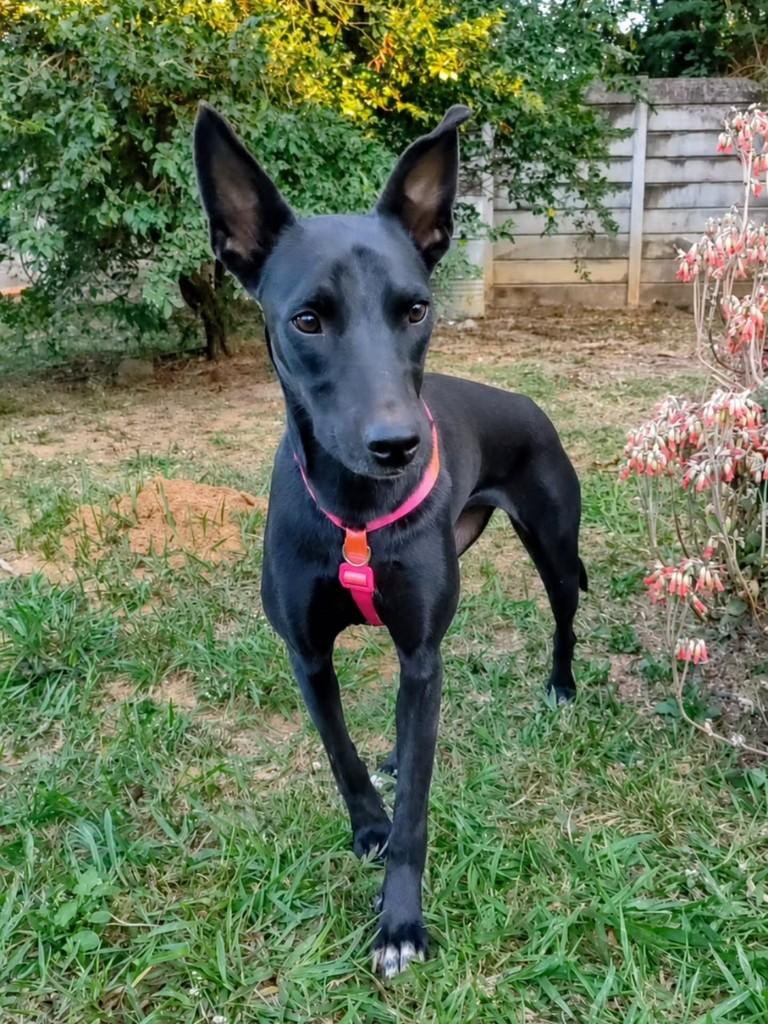 Pretinha, cachorro de porte médio para adoção em Betim - MG