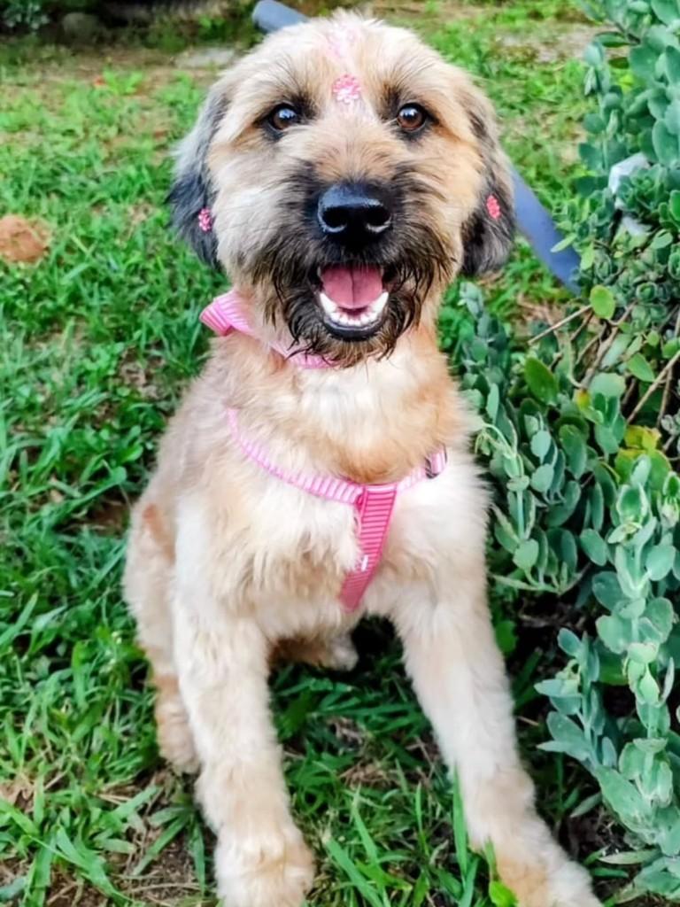 Malu, cachorro de porte médio para adoção em Betim - MG