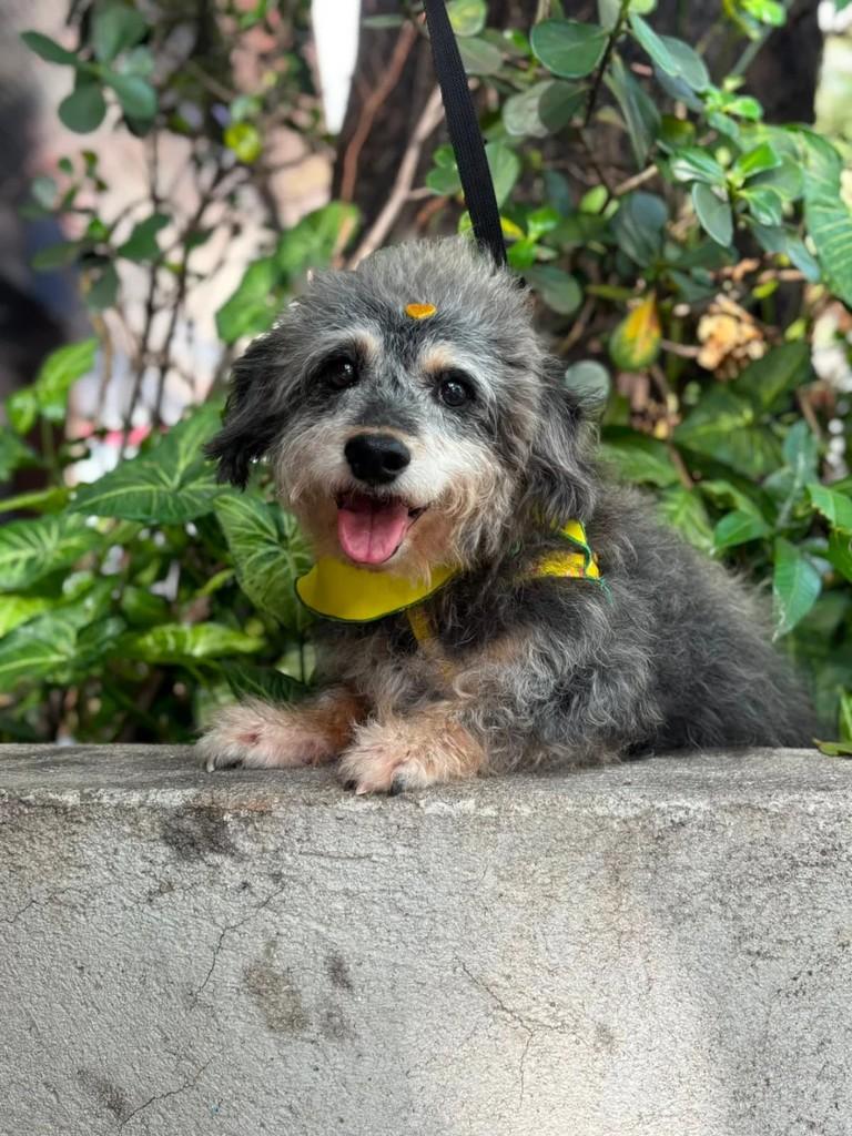 Churros, cachorro de porte pequeno para adoção em Betim - MG