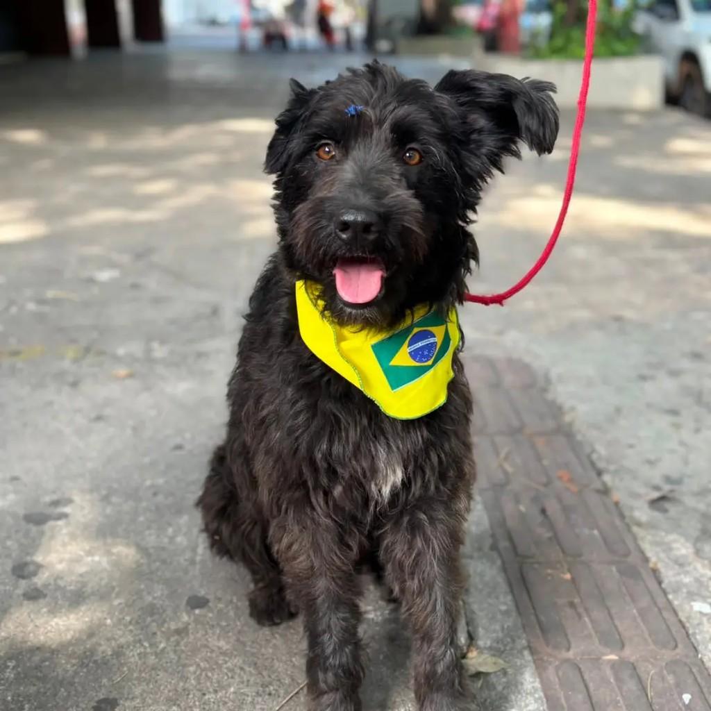 Van Gogh, cachorro de porte médio para adoção em Betim - MG