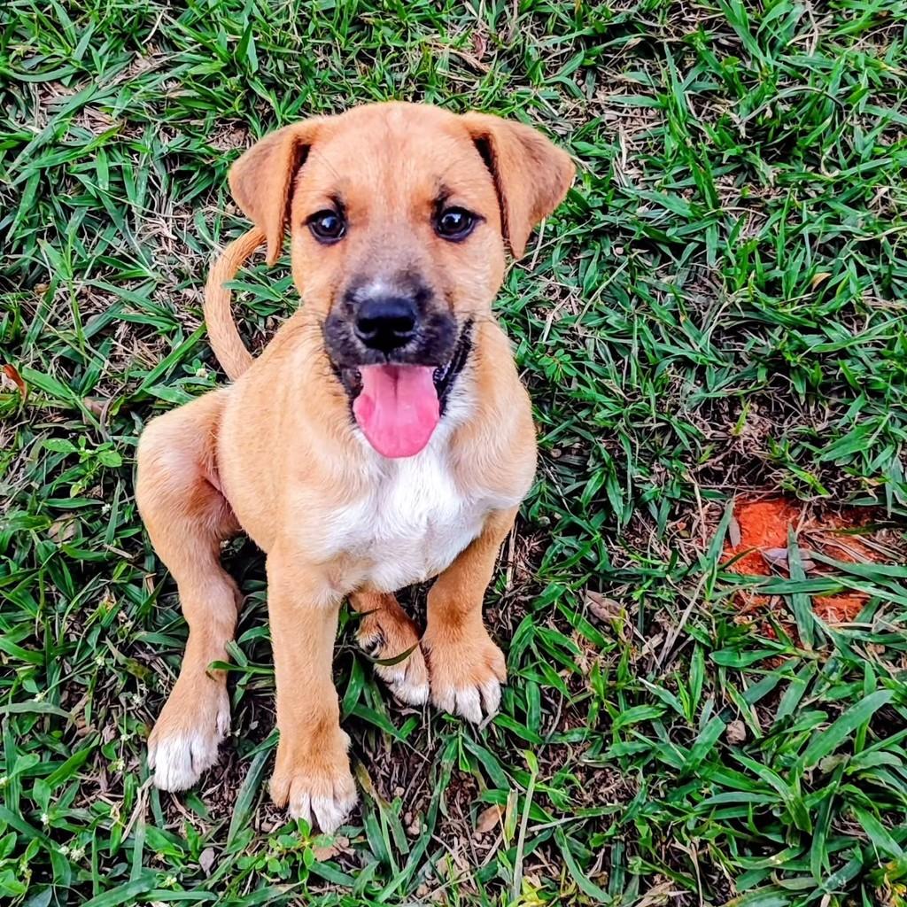 Toro, cachorro de porte médio para adoção em Betim - MG