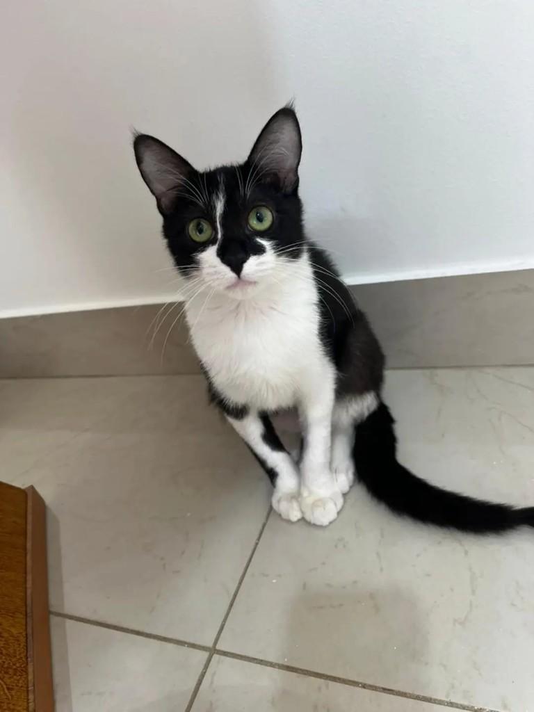 Frajolina, gato de porte pequeno para adoção em Betim - MG