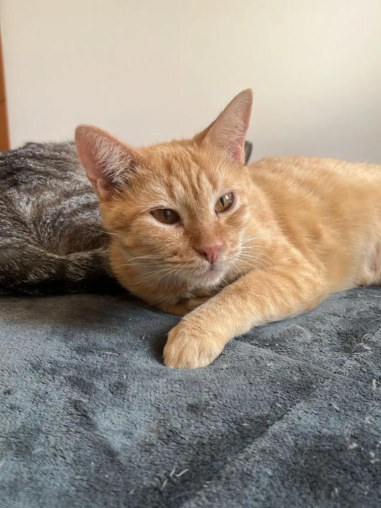Manjar, gata para adoção em Belo Horizonte - MG