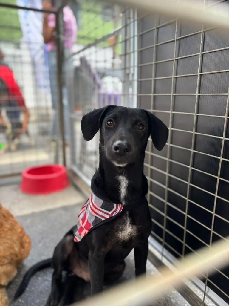 Ice, cachorro de porte médio para adoção em Betim - MG