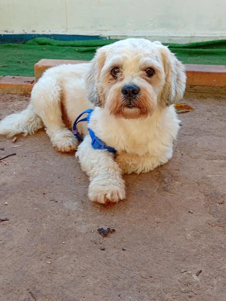 Valentim, cachorro de porte pequeno para adoção em Betim - MG