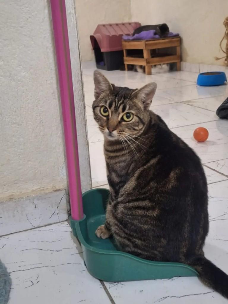 Kinder, gata de porte médio para adoção em Betim - MG