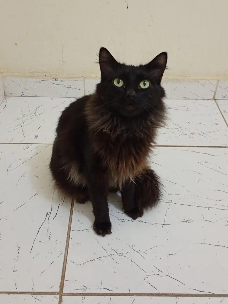Noturno, gato de porte médio para adoção em Betim - MG