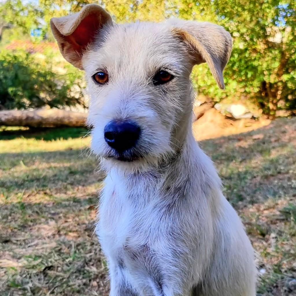 Orvalho, cachorro de porte pequeno para adoção em Betim - MG
