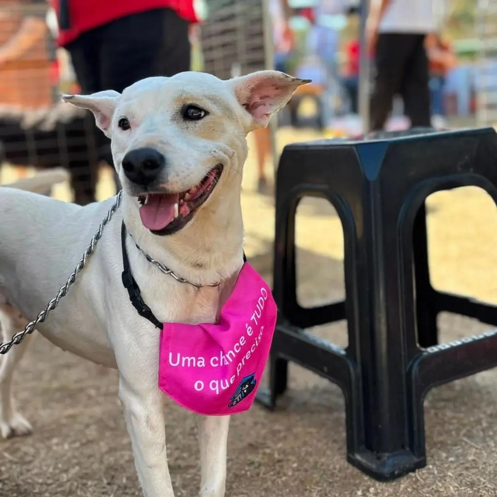Coco, cadela de porte médio para adoção em Betim - MG