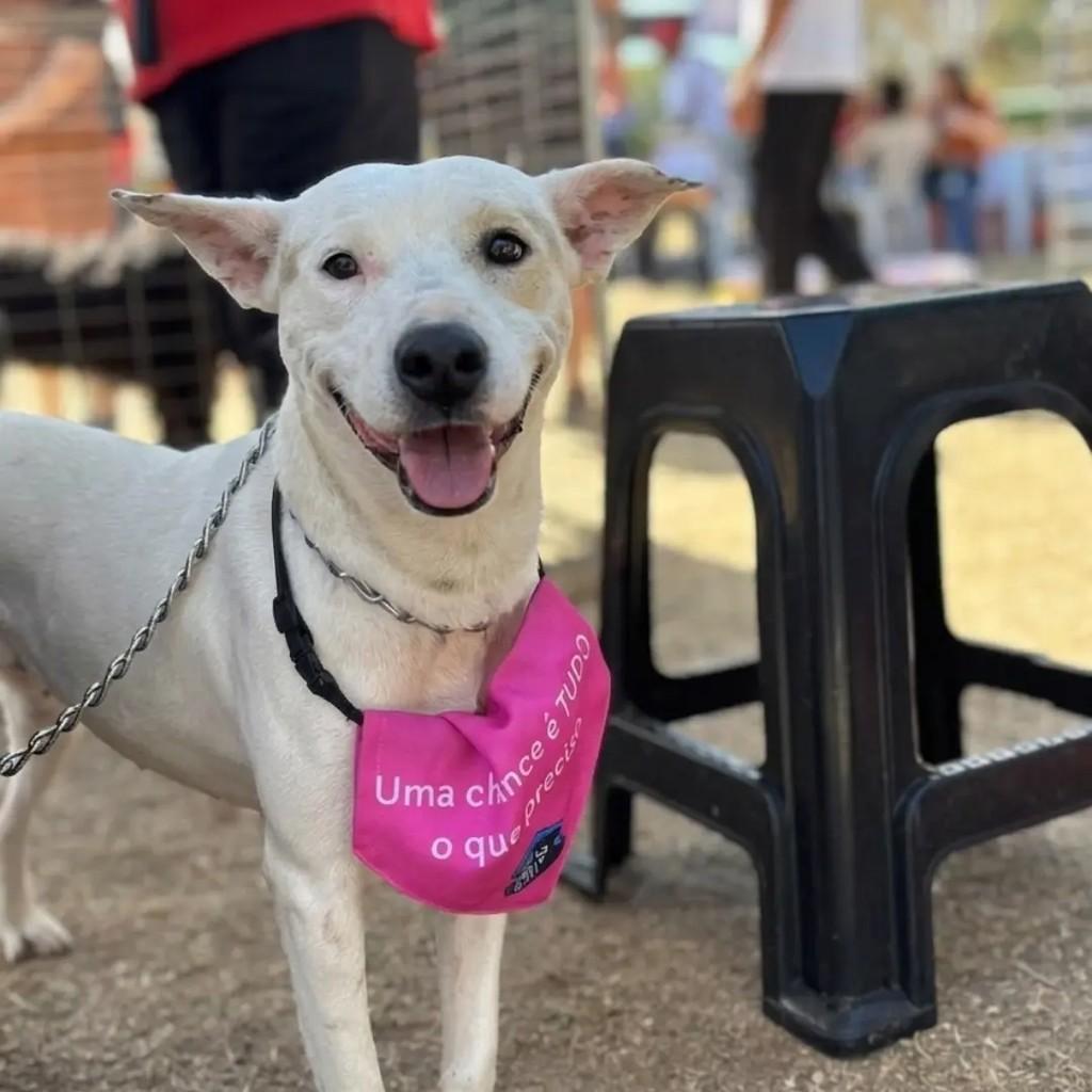 Coco, cadela de porte médio para adoção em Betim - MG — foto 2 de 4