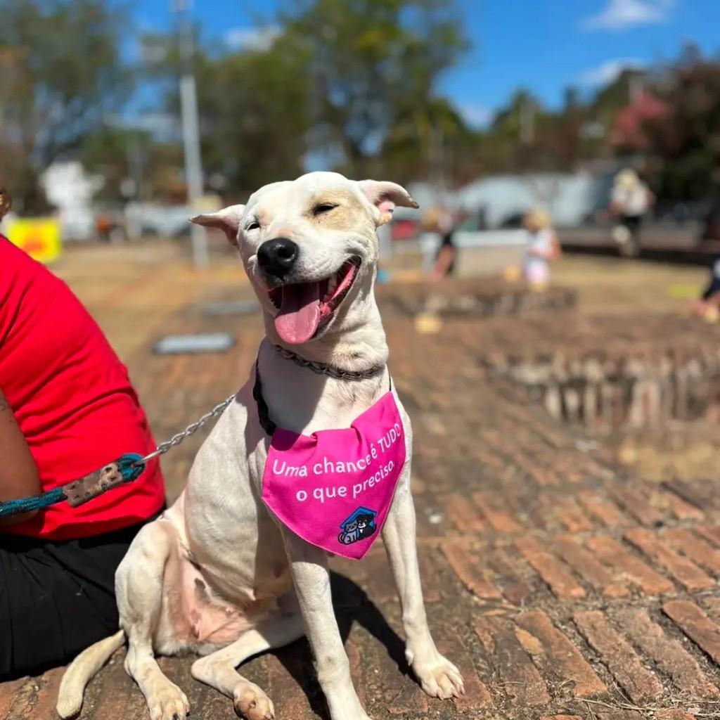 Coco, cadela de porte médio para adoção em Betim - MG — foto 3 de 4