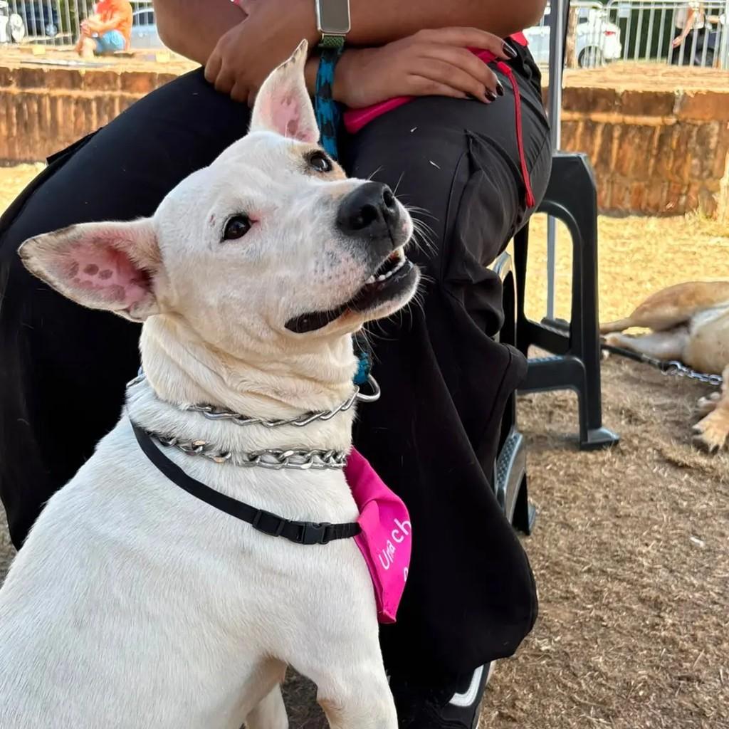 Coco, cadela de porte médio para adoção em Betim - MG — foto 4 de 4