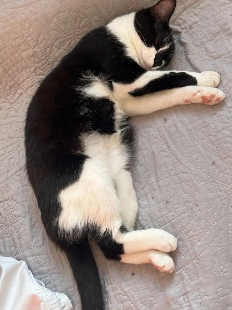 Lina, gata de porte pequeno para adoção em Betim - MG — foto 2 de 9