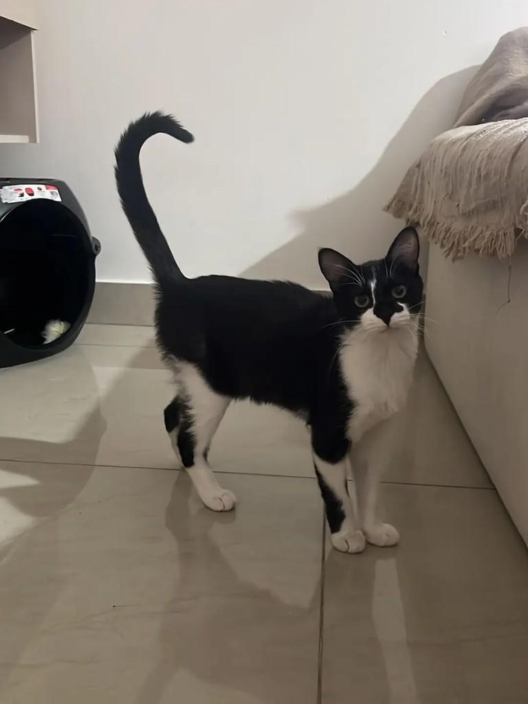Lina, gata de porte pequeno para adoção em Betim - MG — foto 3 de 9