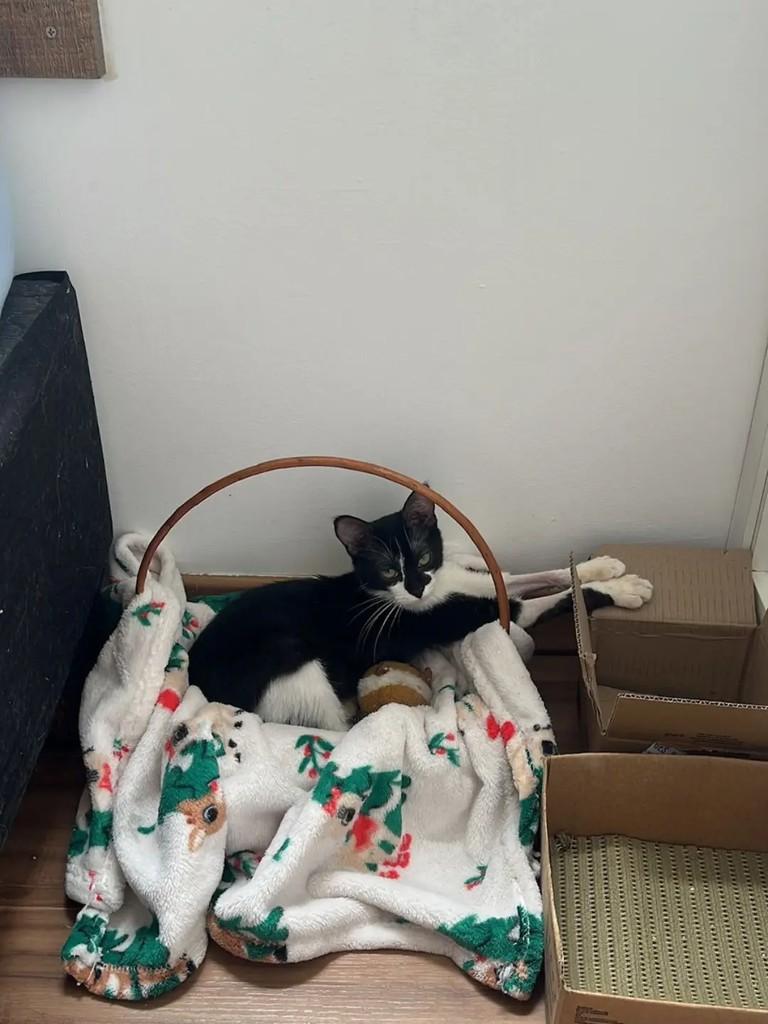 Lina, gata de porte pequeno para adoção em Betim - MG — foto 5 de 9