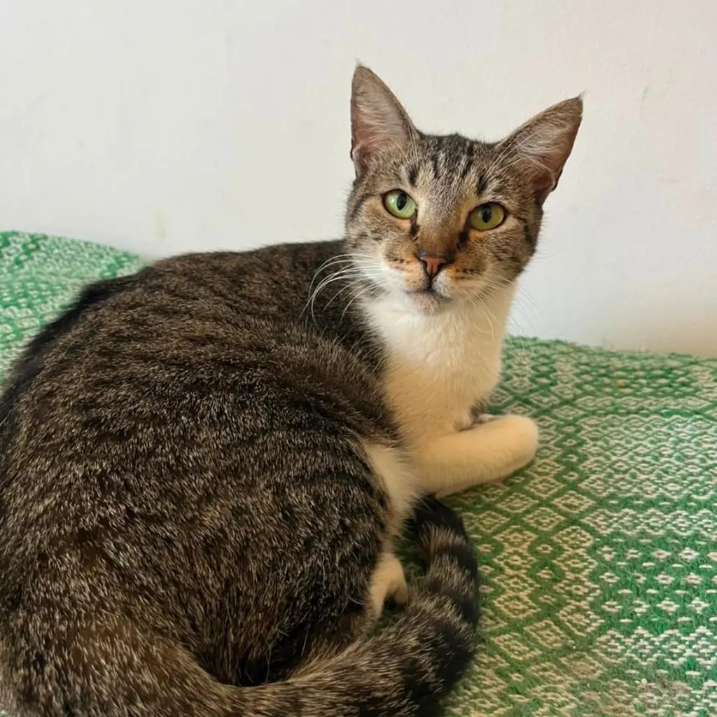 Raabe, gata de porte médio para adoção em Betim - MG