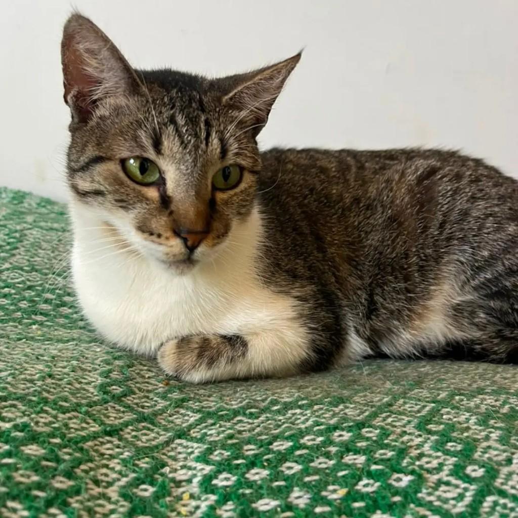 Raabe, gata de porte médio para adoção em Betim - MG — foto 2 de 3