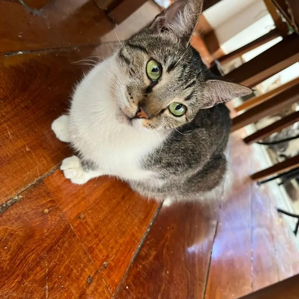Raabe, gata de porte médio para adoção em Betim - MG — foto 3 de 3