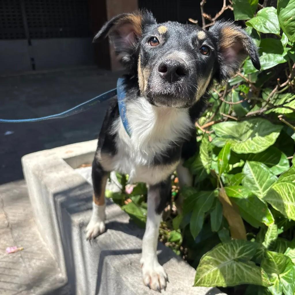 Duang, cachorro de porte médio para adoção em Betim - MG