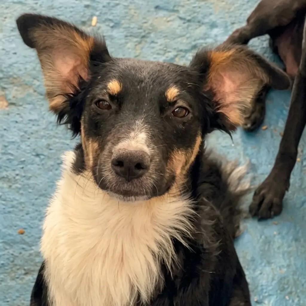 Duang, cachorro de porte médio para adoção em Betim - MG — foto 2 de 7