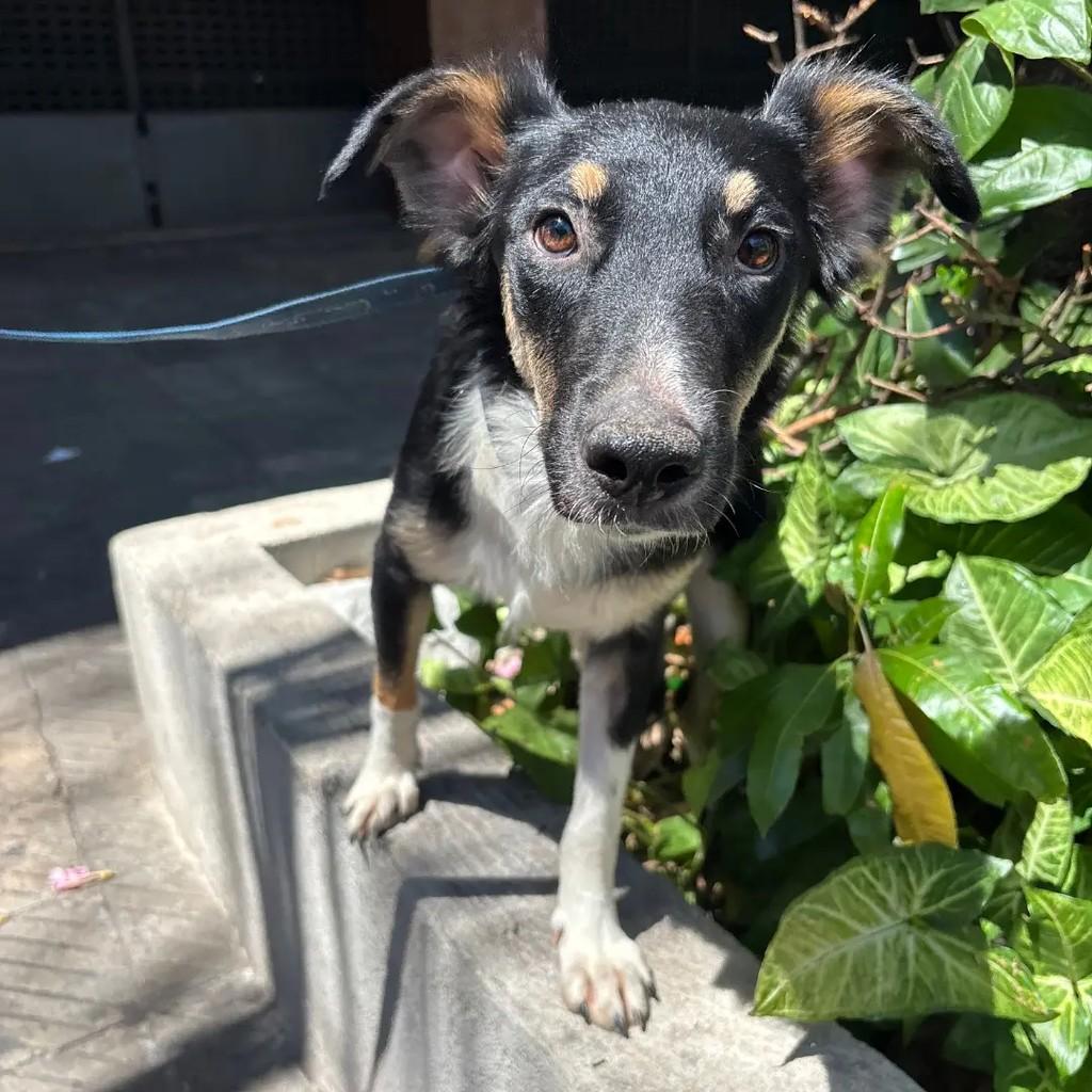 Duang, cachorro de porte médio para adoção em Betim - MG — foto 3 de 7